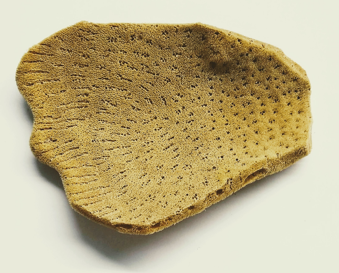 Elephant Ear Sponge Large - The Ceramic Shop